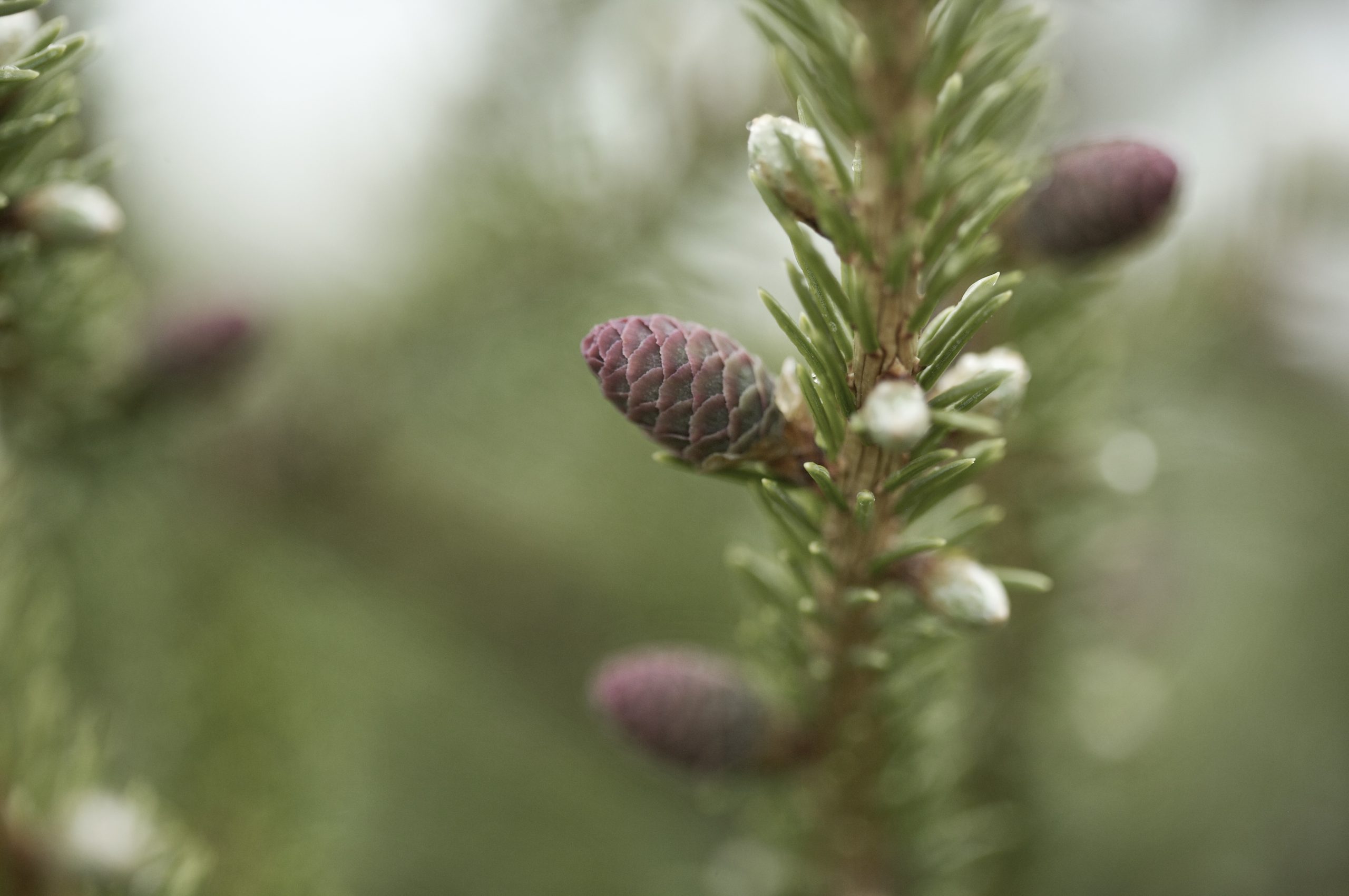 Slider Image - Les forêts