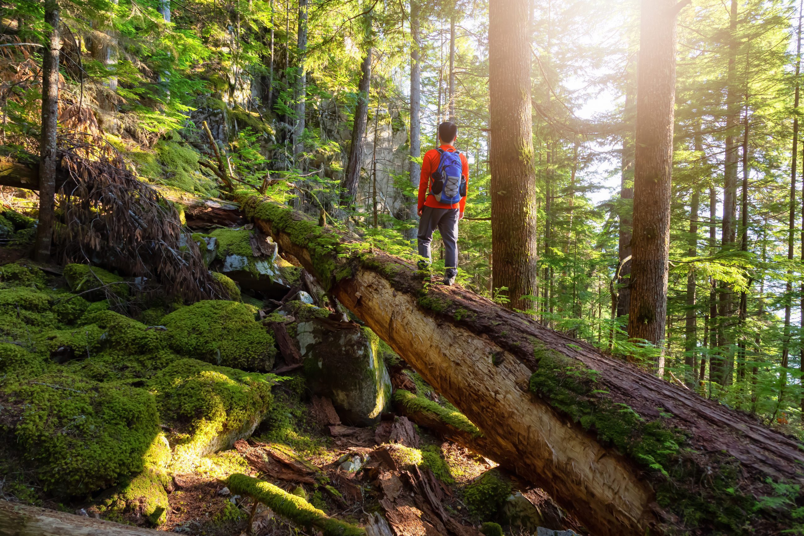 Slider Image - Les forêts du Canada