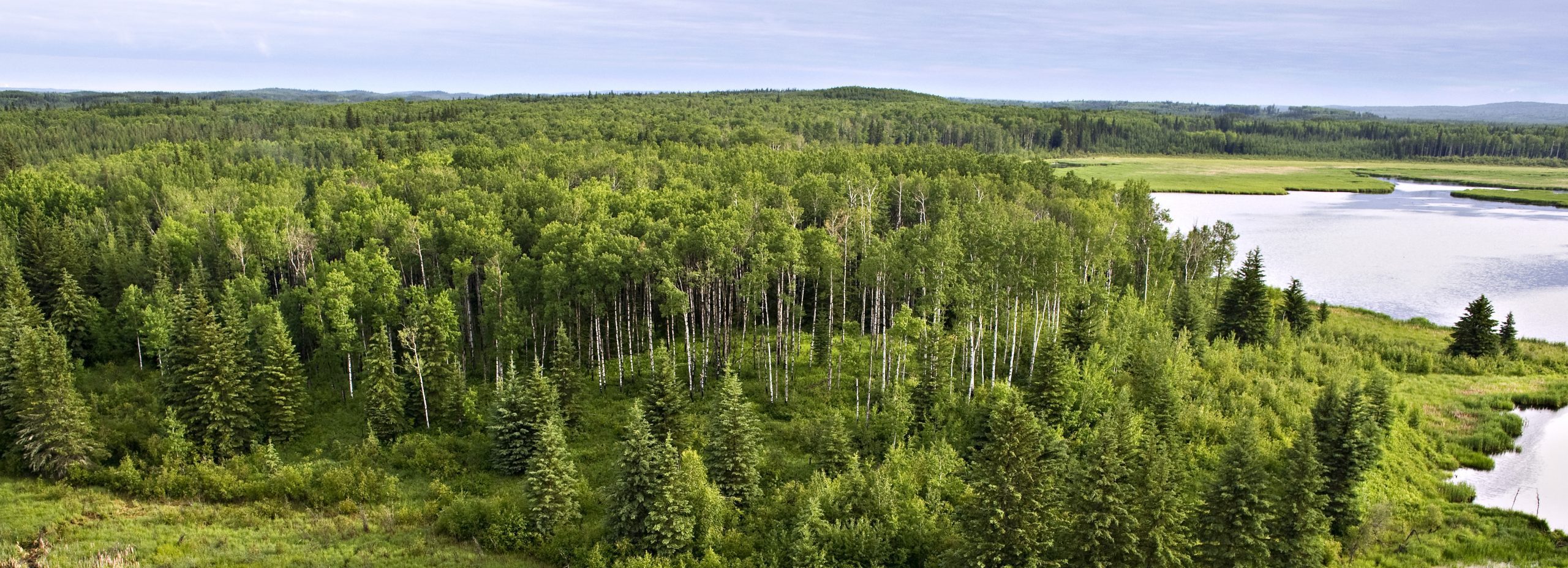 Forêt Mixte